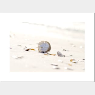 Sand Dollar Posters and Art